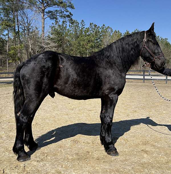 beauty-percheron-horse