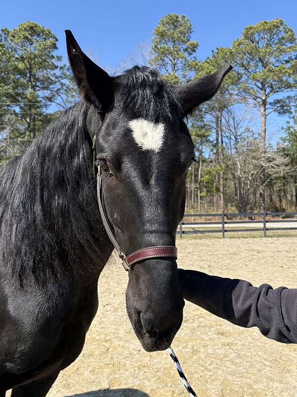 gait-percheron-horse