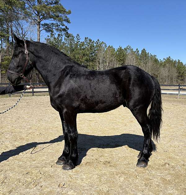 good-mover-percheron-horse