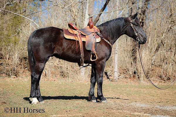 all-around-friesian-horse