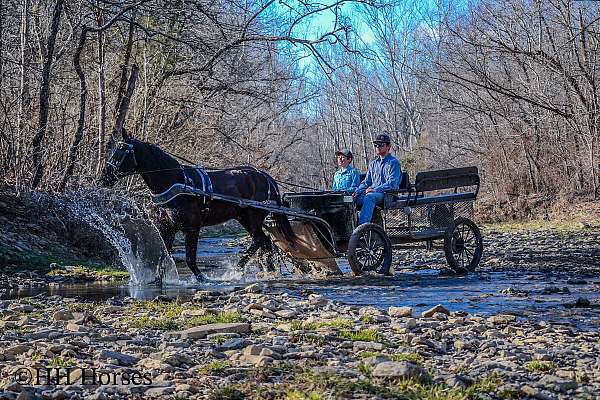 athletic-friesian-horse