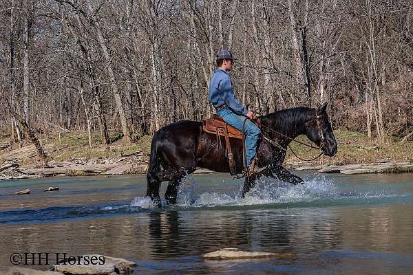 draft-friesian-horse