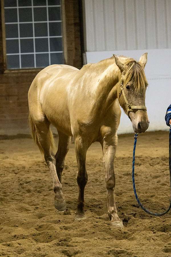 isabelo-breeding-dressage-horse