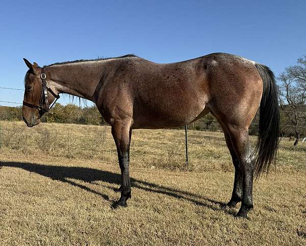 quarter-horse-mare