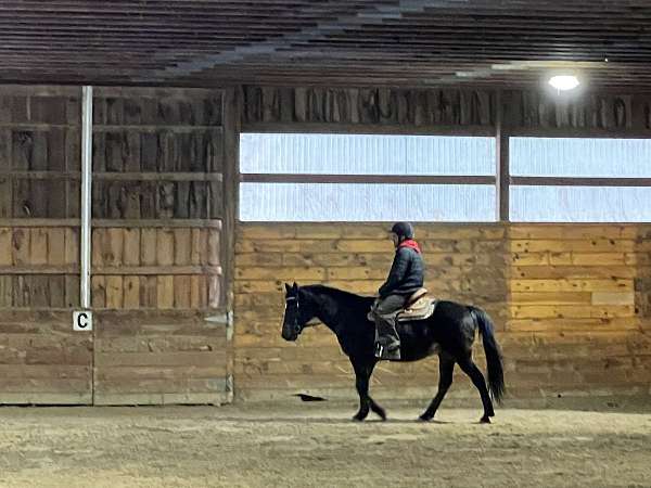 quarter-horse-for-sale