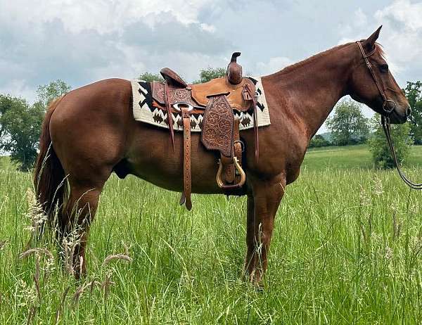 trail-quarter-horse