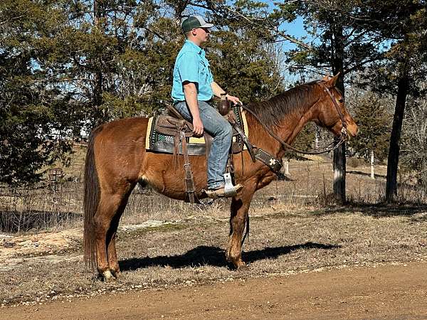 husband-safe-quarter-horse