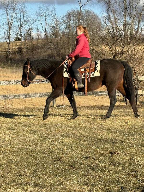 husband-safe-quarter-horse