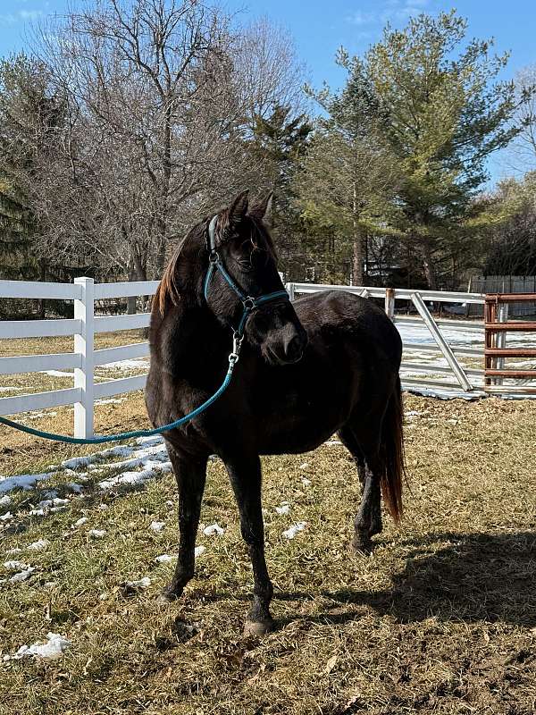 affordable-tennessee-walking-horse