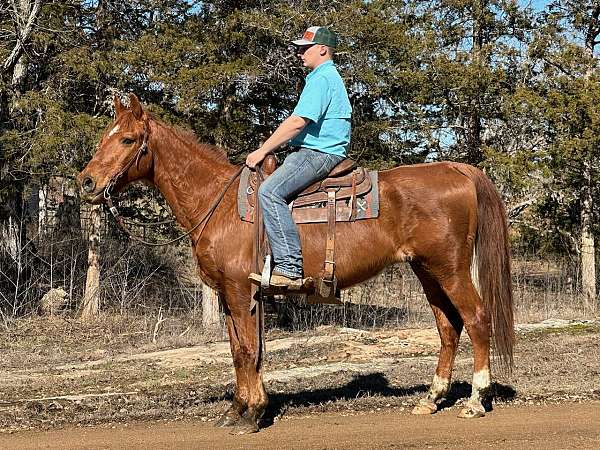 husband-safe-quarter-horse