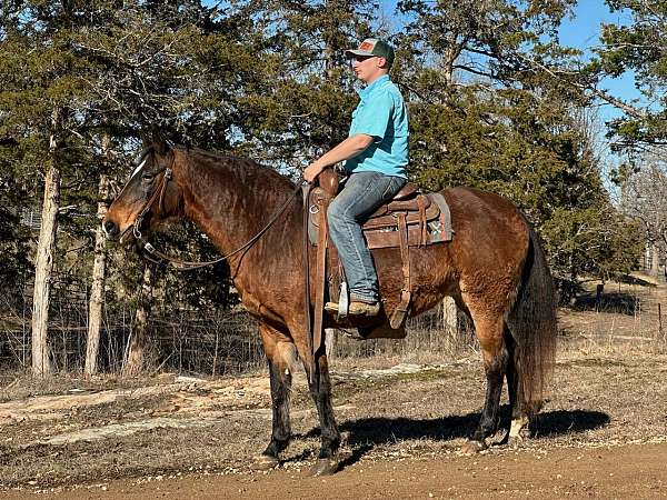 flashy-missouri-fox-trotter-horse