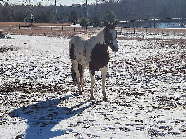 paint-horse