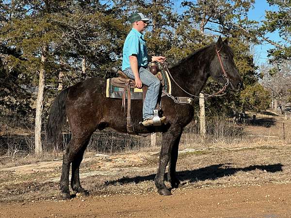 flashy-missouri-fox-trotter-horse