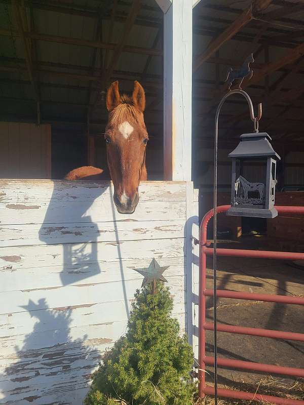 good-saddlebred-horse