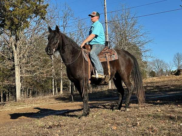 flashy-missouri-fox-trotter-horse