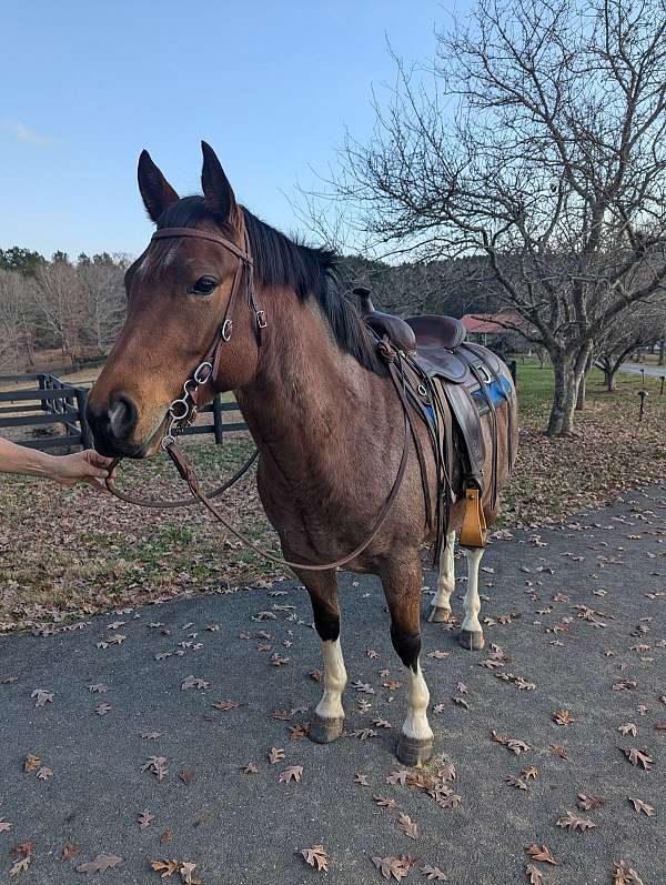 bayroan-quarter-horse