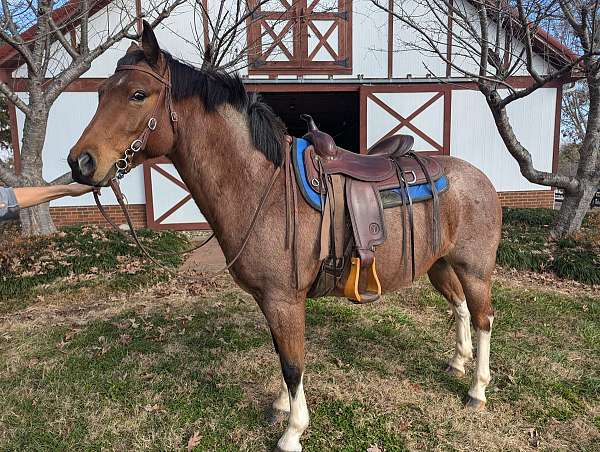 bay-roan-ridden-western-western-pleasure-horse