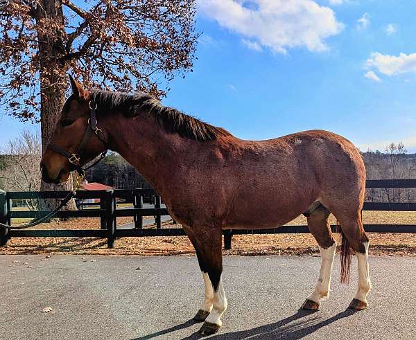 ridden-western-western-pleasure-horse