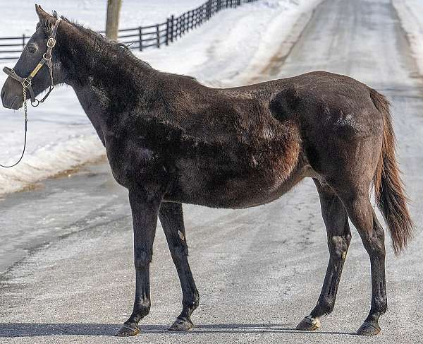 16-hand-thoroughbred-broodmare