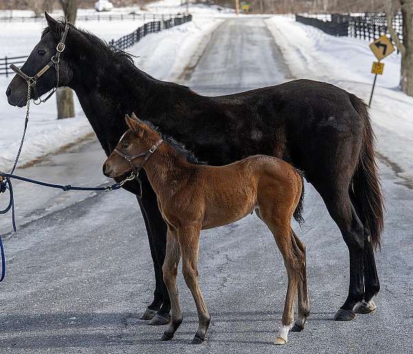 16-hand-thoroughbred-horse