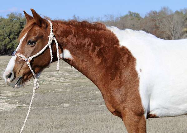 ridden-western-paint-horse