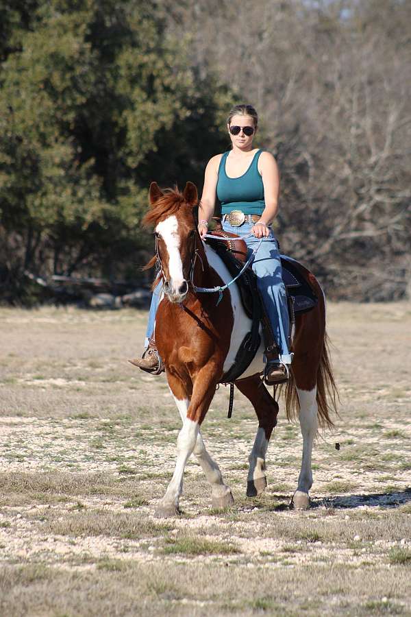 rodeo-queen-paint-horse