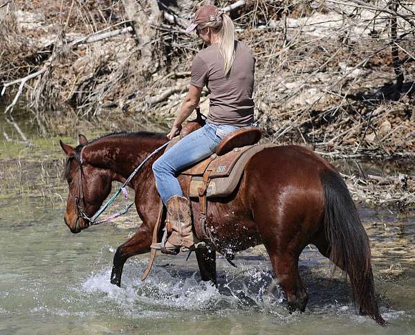 flashy-quarter-horse