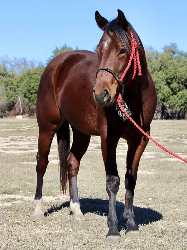 futurity-eligible-quarter-horse