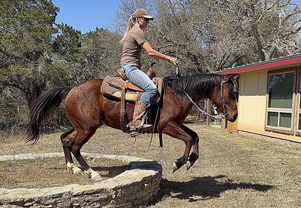 playday-quarter-horse