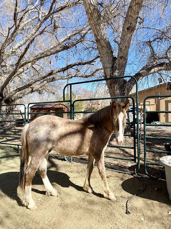 12-hand-appaloosa-gelding