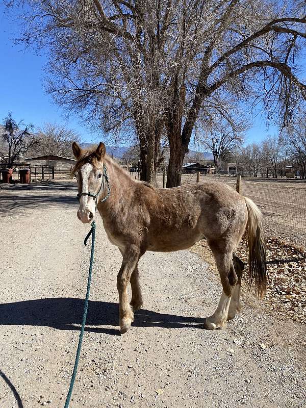 12-hand-appaloosa-horse