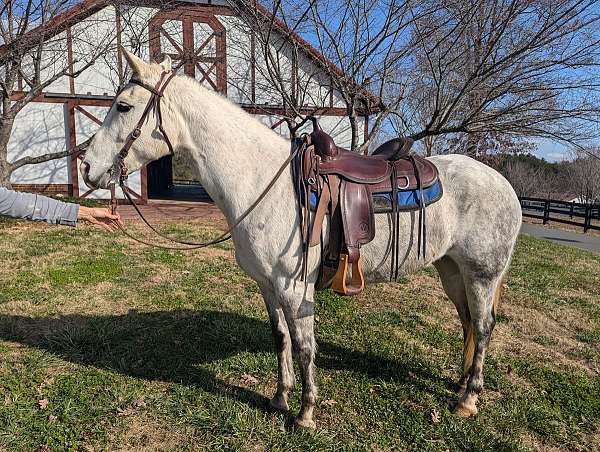 breeding-quarter-horse