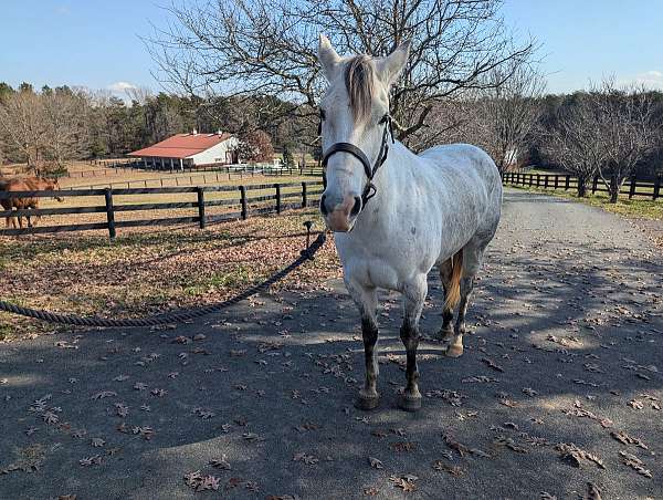 dappled-quarter-horse