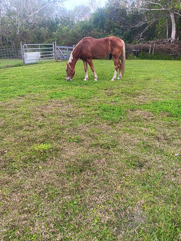 white-socks-horse