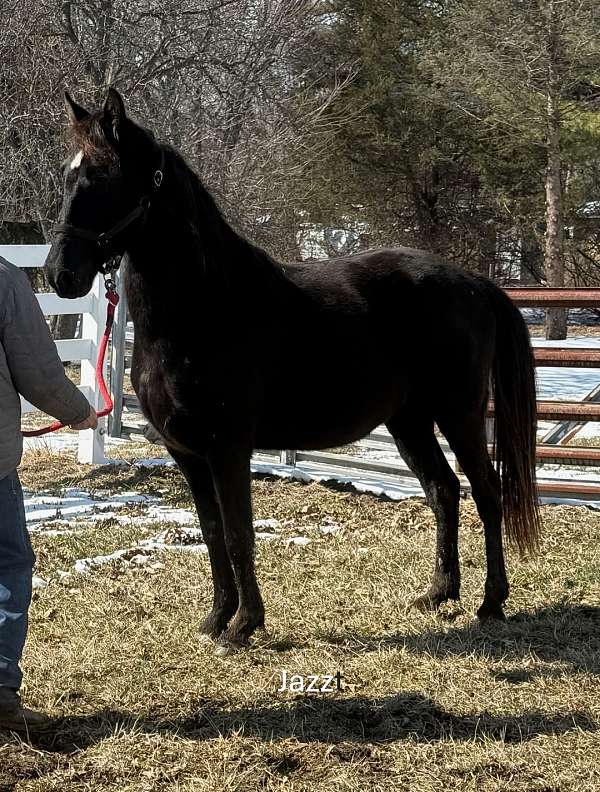 affordable-tennessee-walking-horse