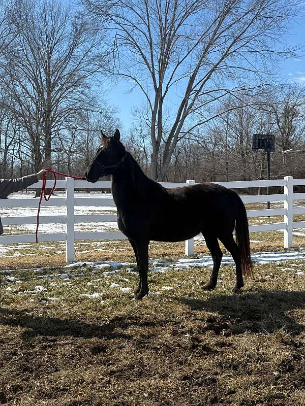 all-tennessee-walking-horse