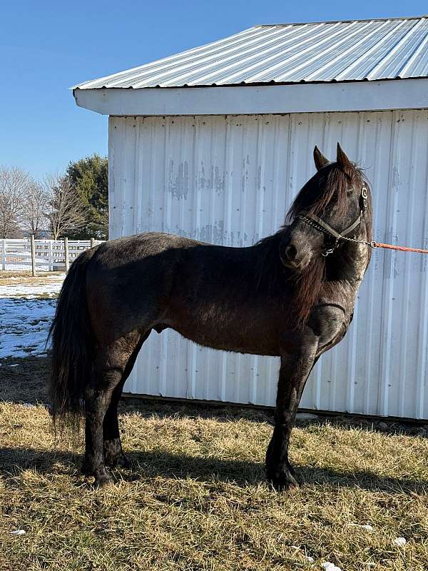 black-mare-tennessee-walking-horse