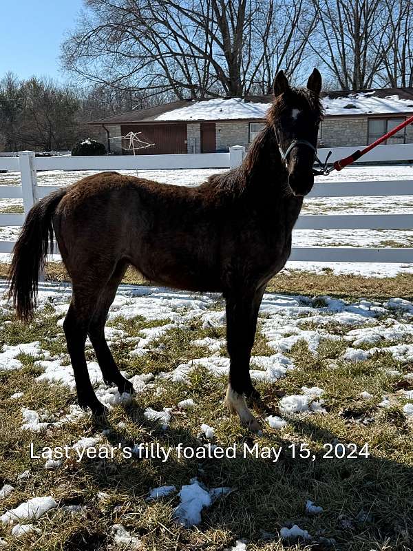 blue-roan-tennessee-walking-horse