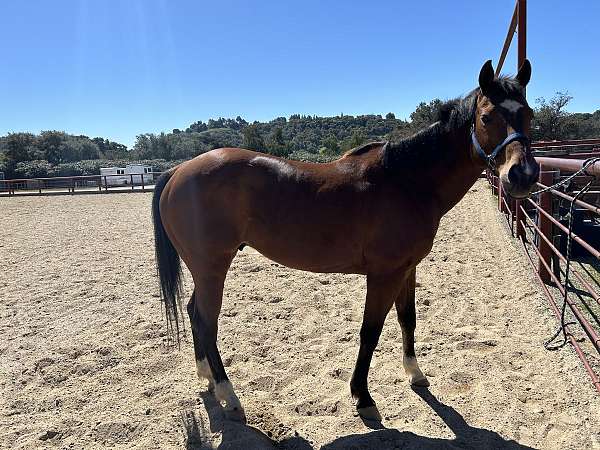 quarter-horse-gelding