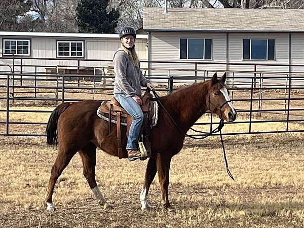 trail-riding-quarter-horse