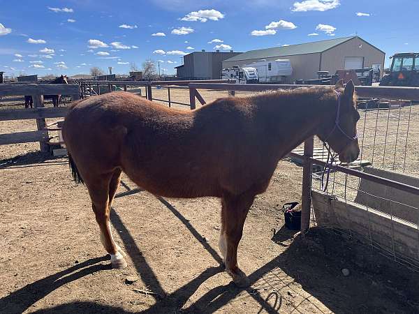 ridden-western-quarter-horse