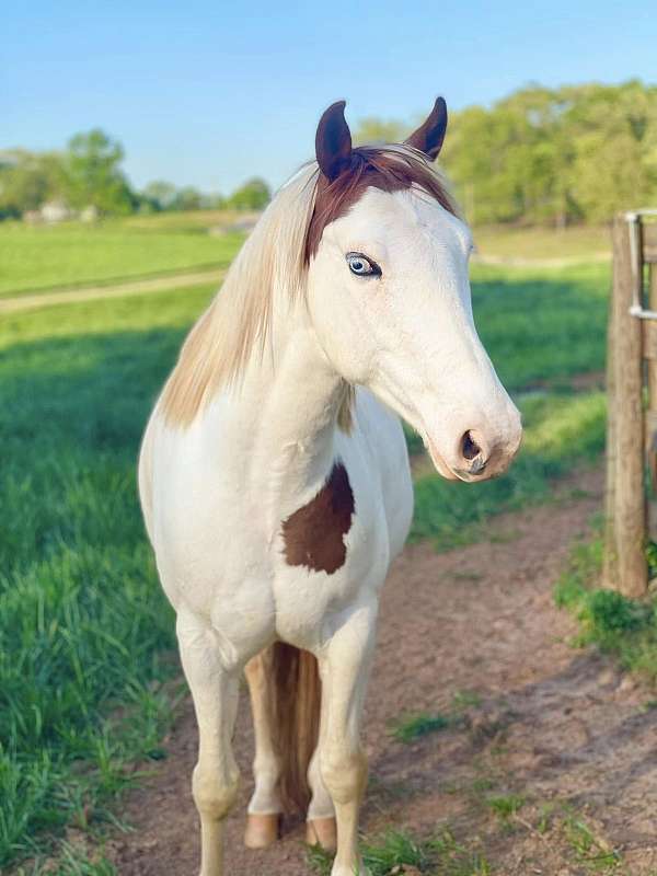 blue-eyed-flashy-gelding