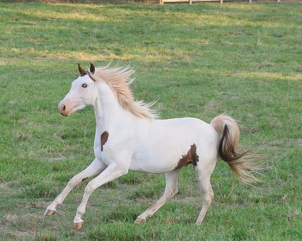 tobiano-medicine-hat-horse