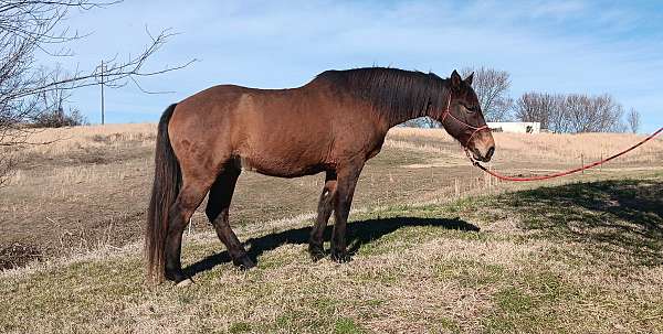 gelding