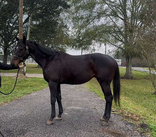 hunter-rescue-thoroughbred-horse