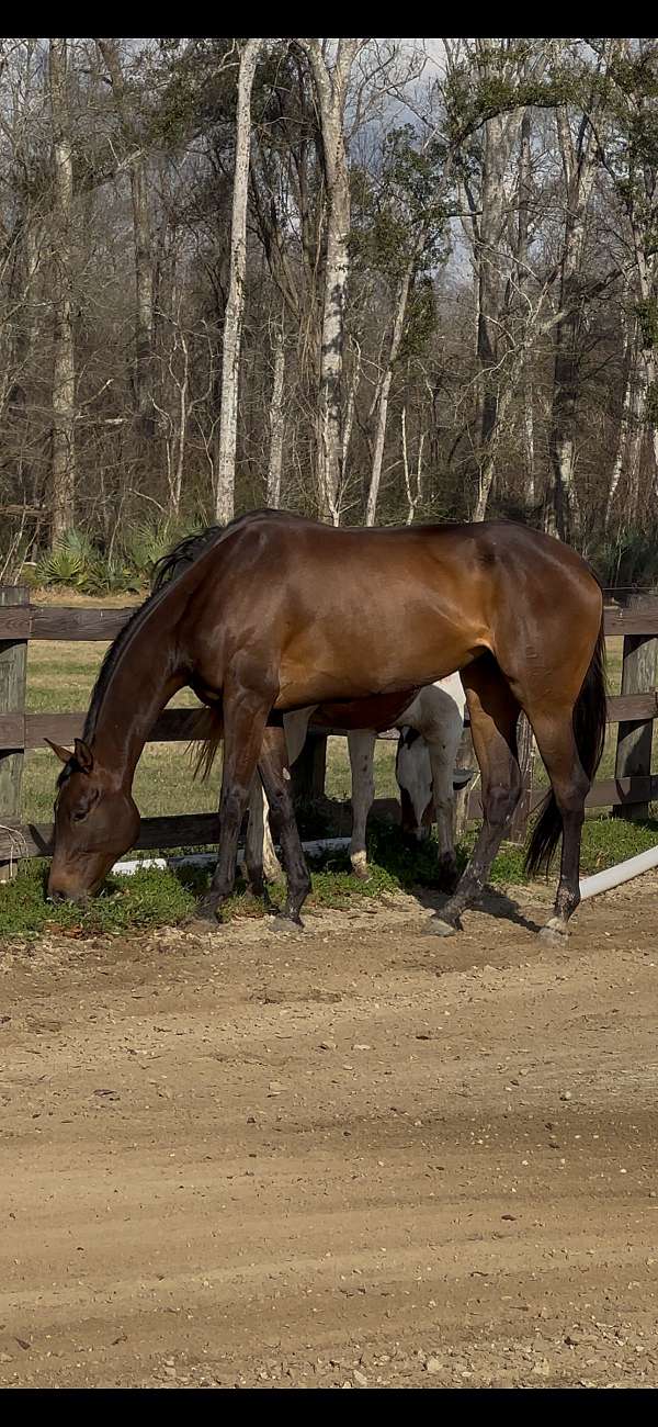 thoroughbred-horse-for-sale