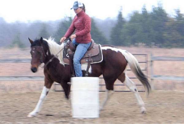 barrel-paint-horse