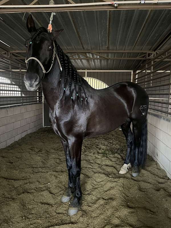 black-perlino-andalusian-stallion