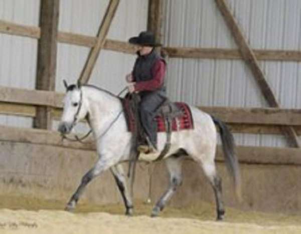 beginner-quarter-horse