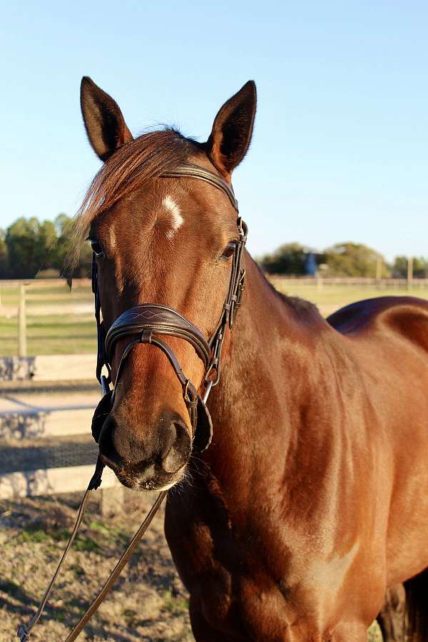 thoroughbred-horse-for-sale